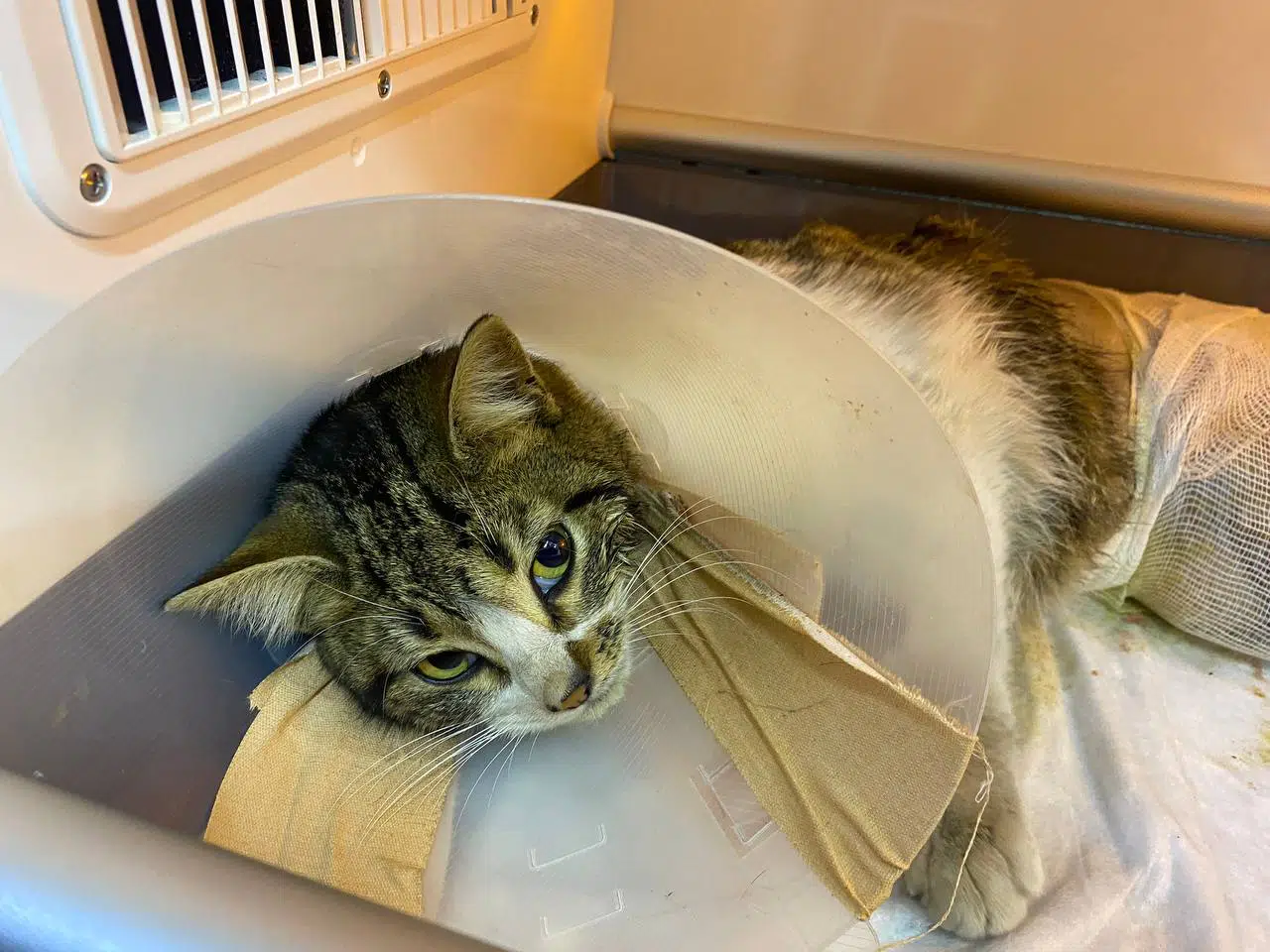 Zonguldak'ta yaralı bulunan kedi tedavisini üstlenen hayvansever sayesinde hayata tutundu