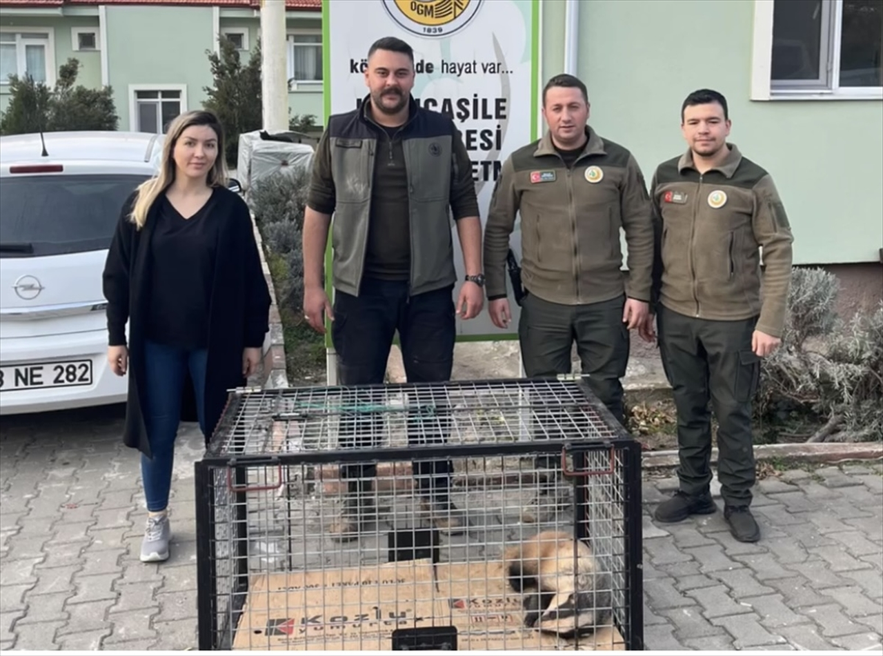 Bartın'da tuzağa yakalanan porsuk kurtarıldı