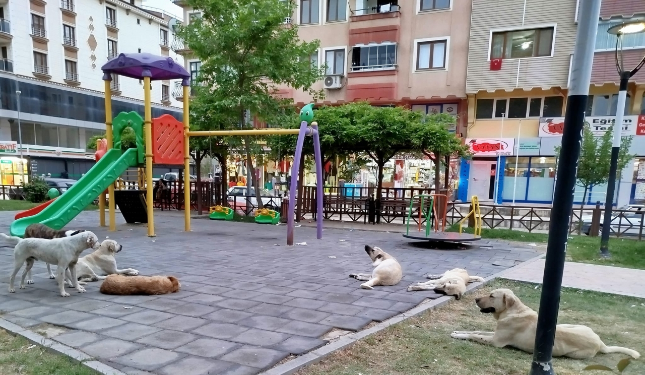 Boyabat Belediyesi sahipsiz köpekleri toplatacak