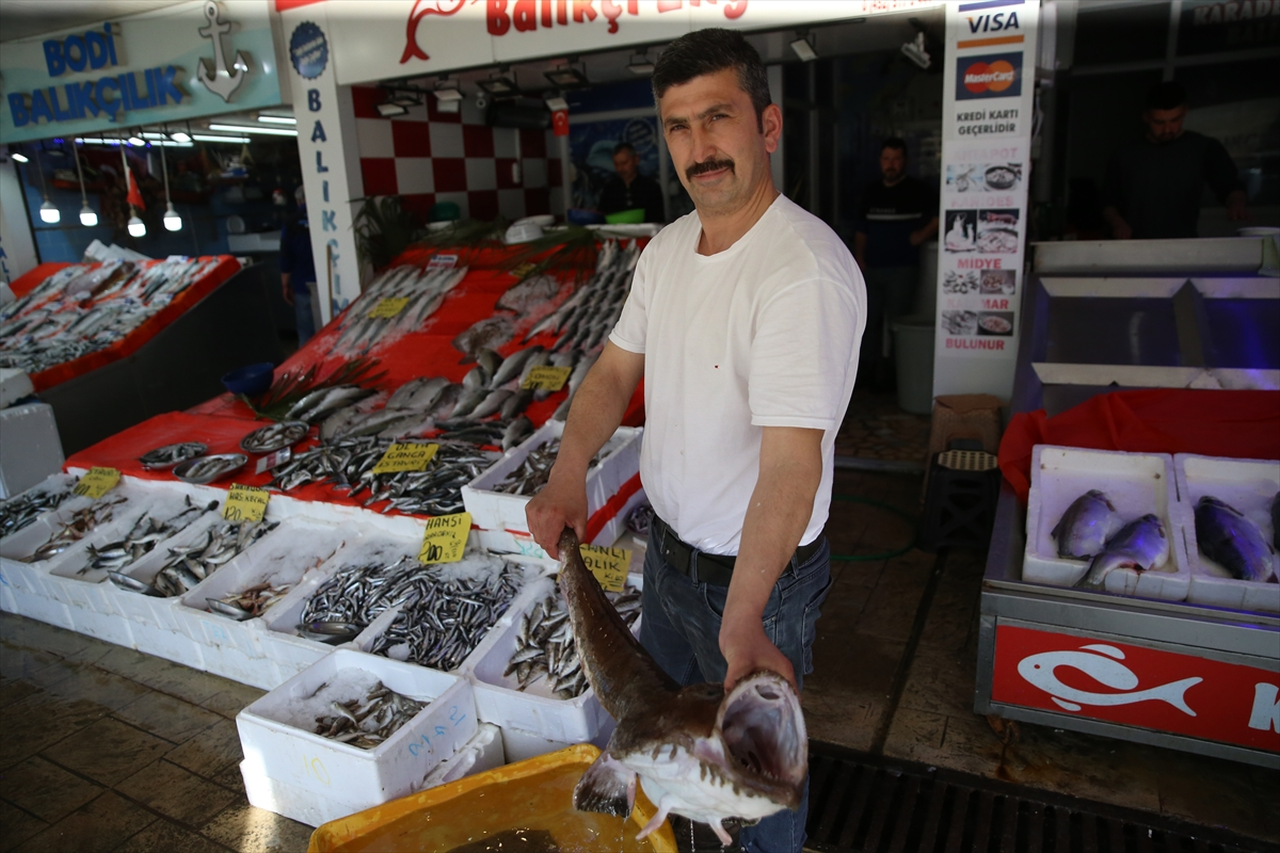 Karadeniz'de avlanan fener balığının kilogramı 500 liradan satışa sunuldu