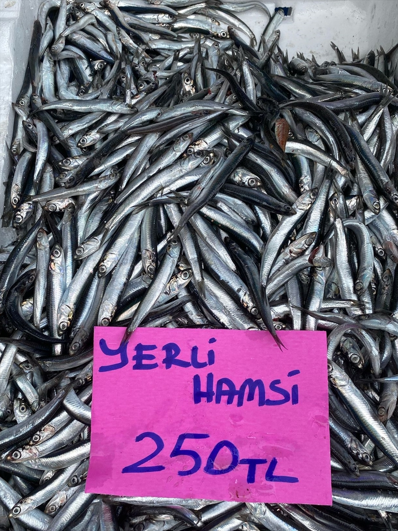 Ordu'da hamsinin kilogramı 250 liradan satılıyor