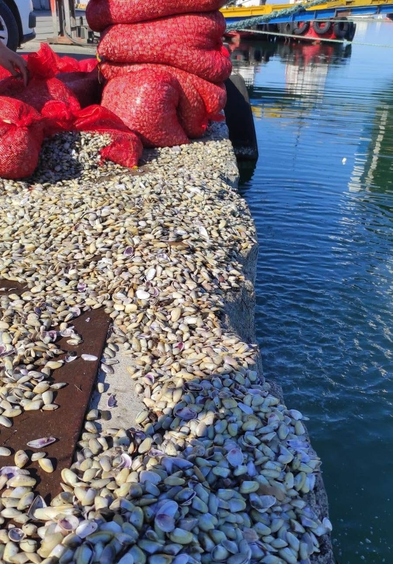 Samsun'da kaçak avlanan 1,5 ton midye ele geçirildi