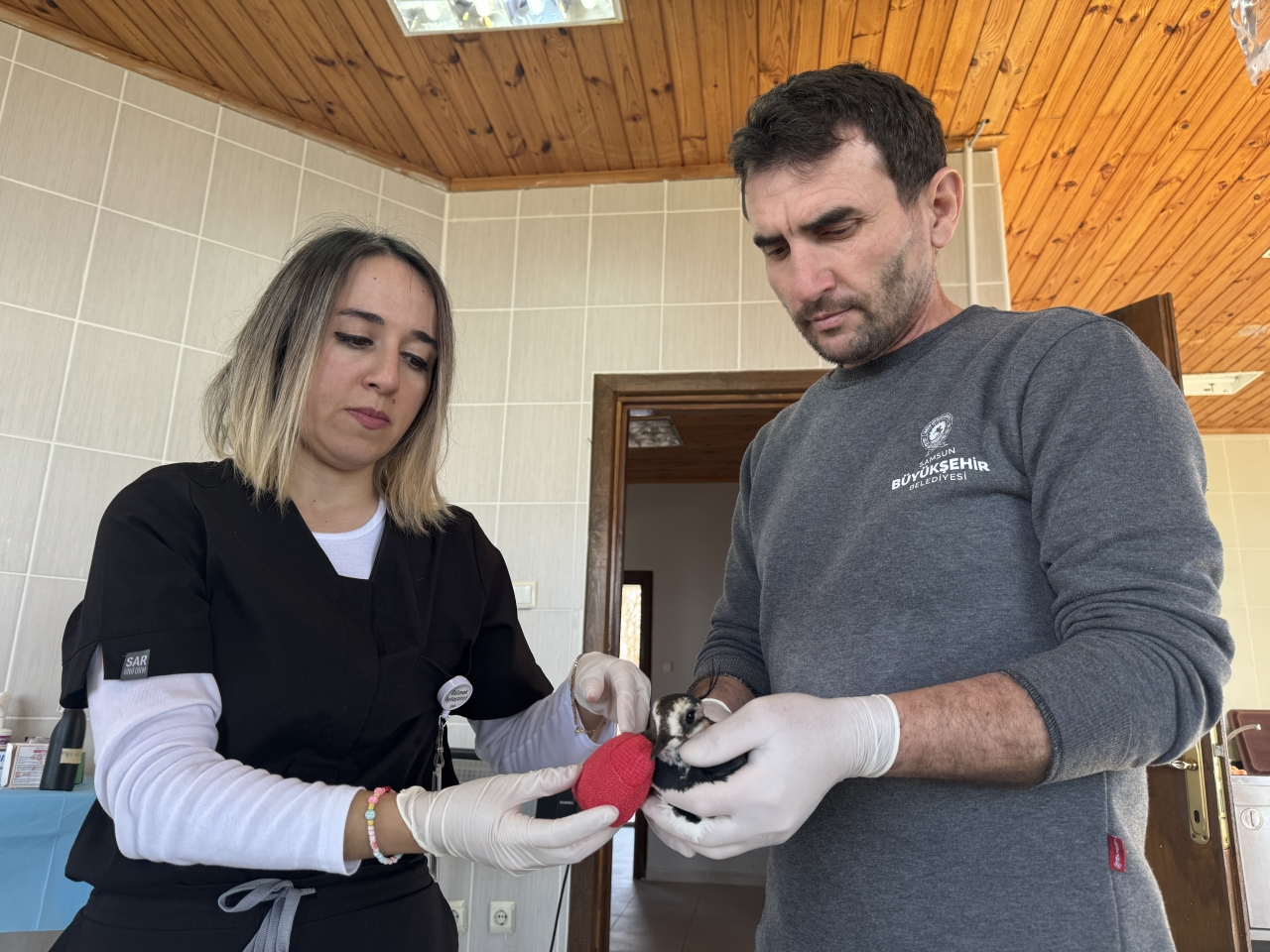 Samsun'da kanadı kırılan kız kuşuna özenli tedavi