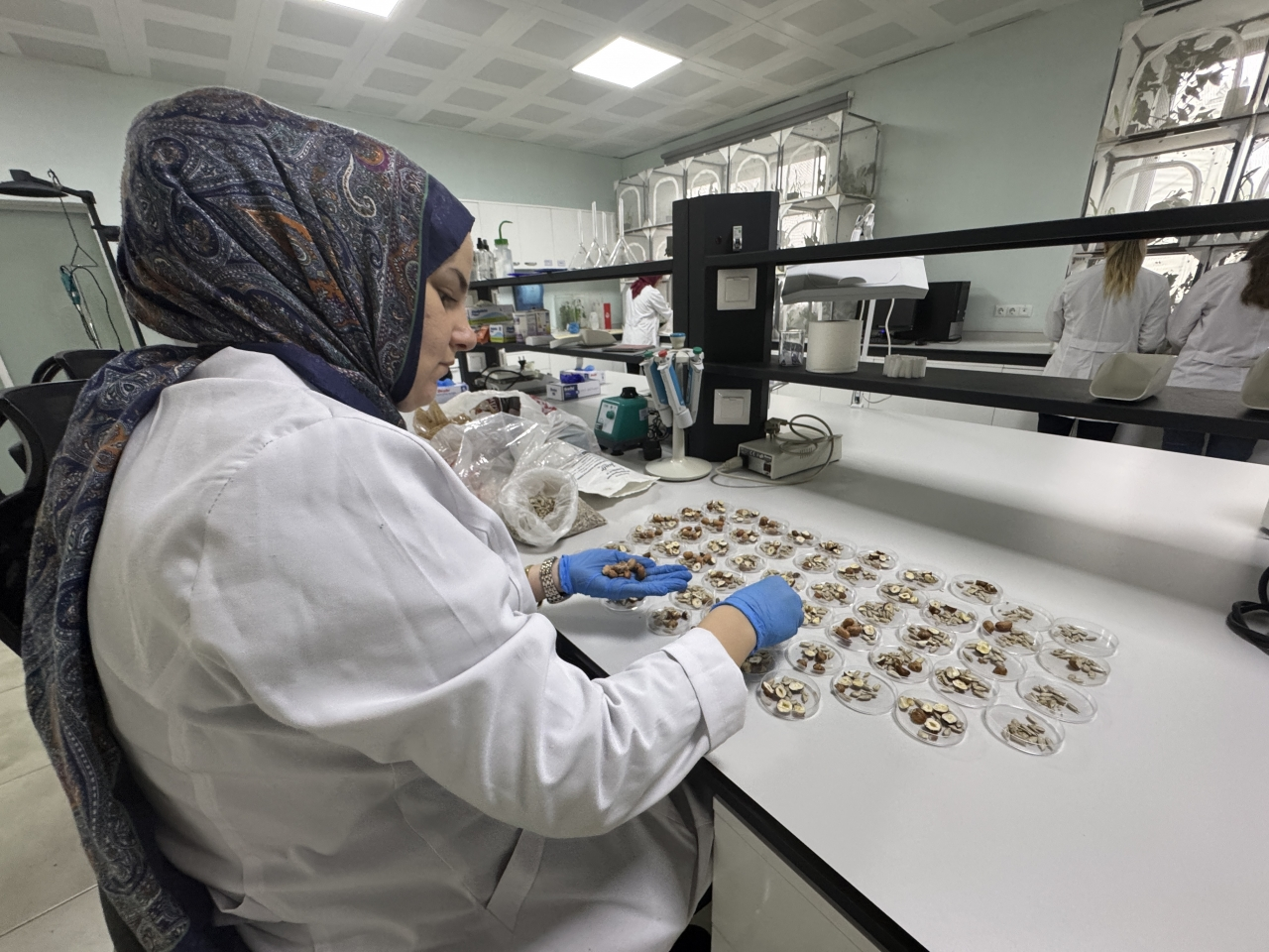 Samsun'daki laboratuvarda bu yıl 750 bin samuray arısı üretiliyor