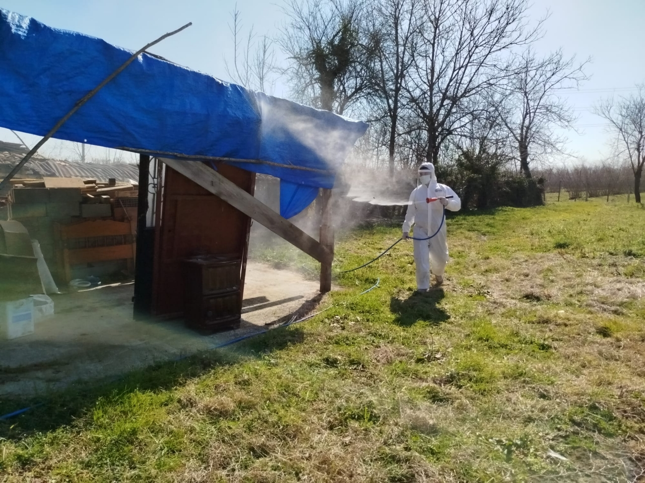 Terme'de kahverengi kokarca ile ilaçlı mücadele başladı
