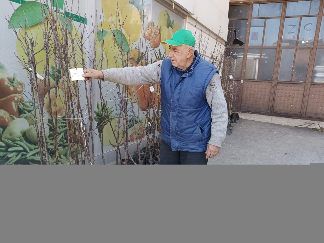Tosya'da meyve fidanı satışları başladı