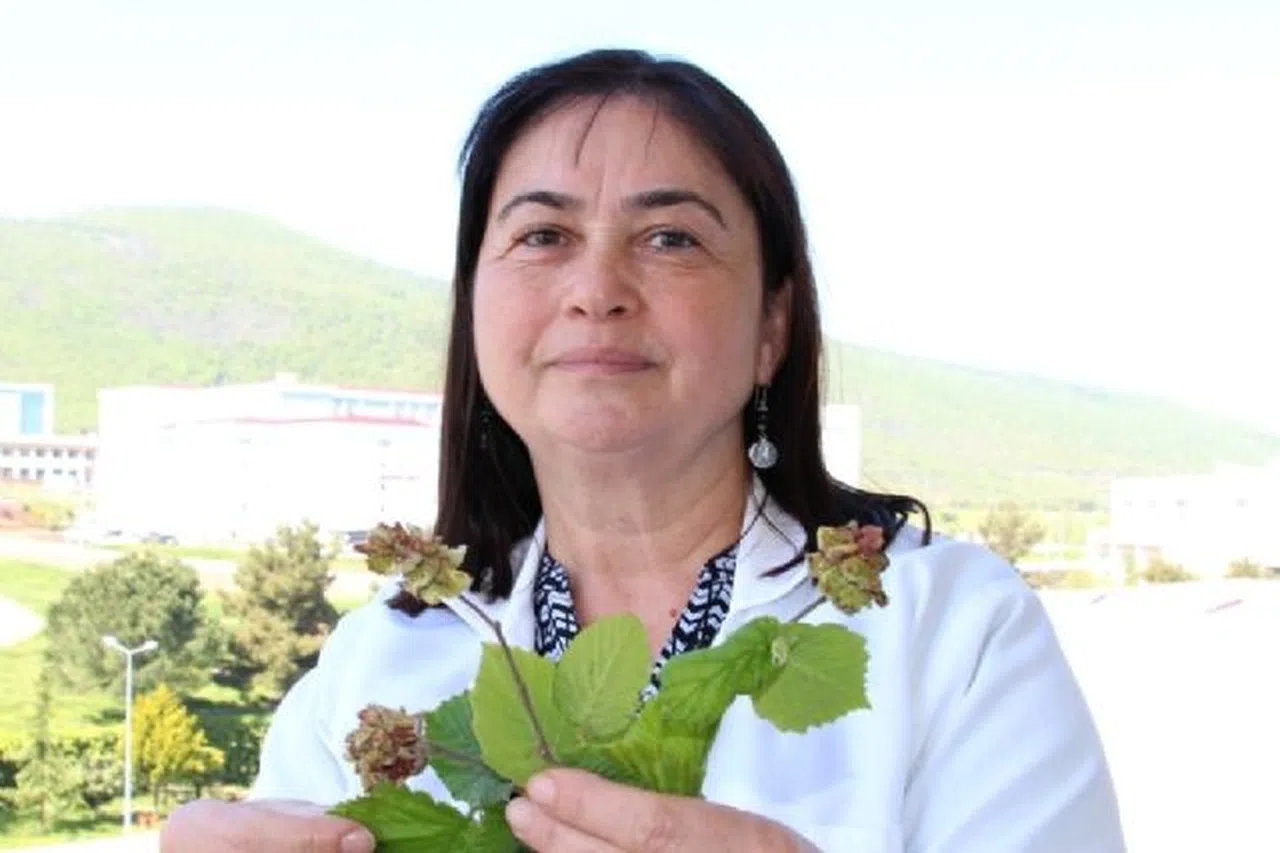Uzmanlardan fındık kozalak akarlarıyla mücadele uyarısı