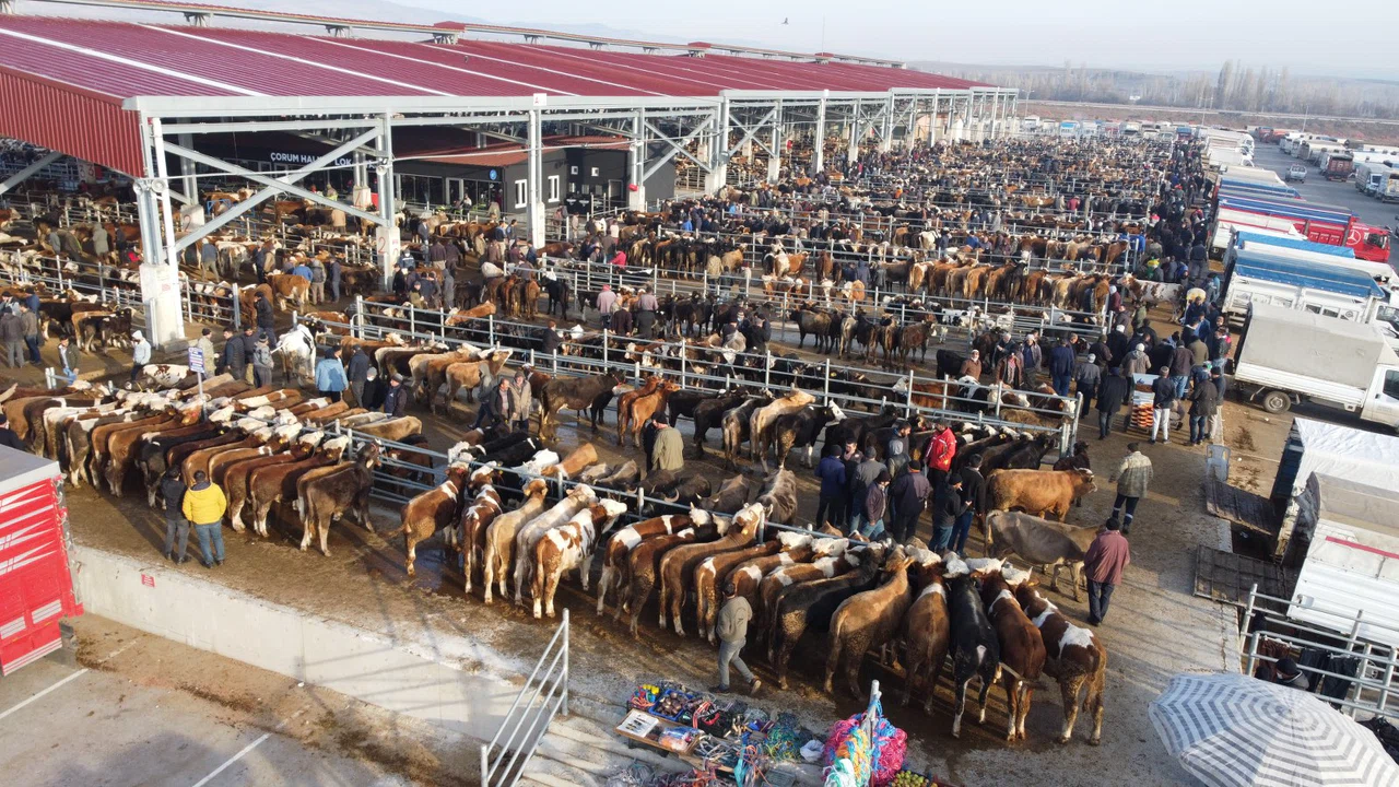 Çorum’da Kapatılan Hayvan Pazarları İçin Yeni Karar
