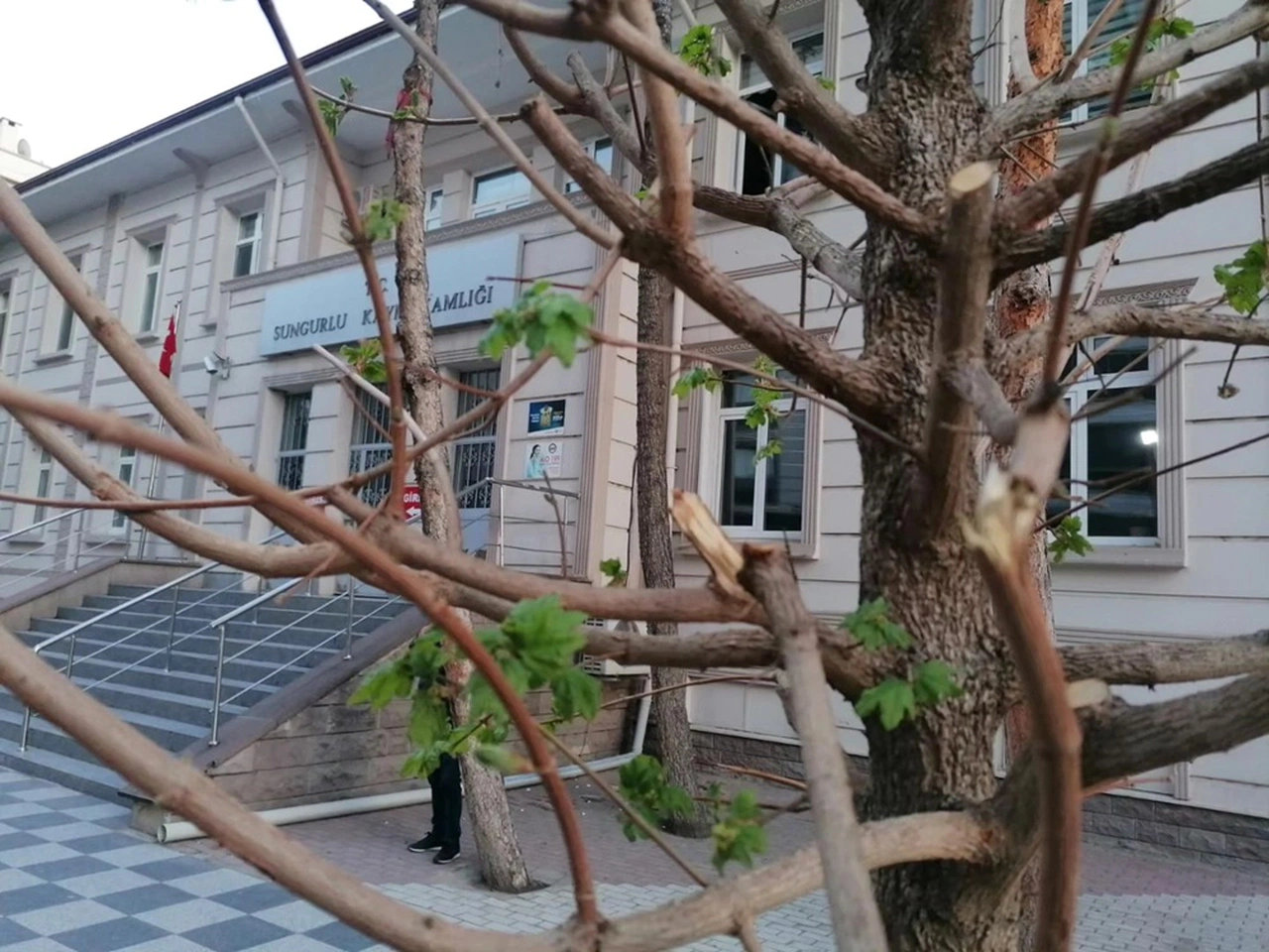 Ağaçlara Sahip Çıkma Çağrısı
