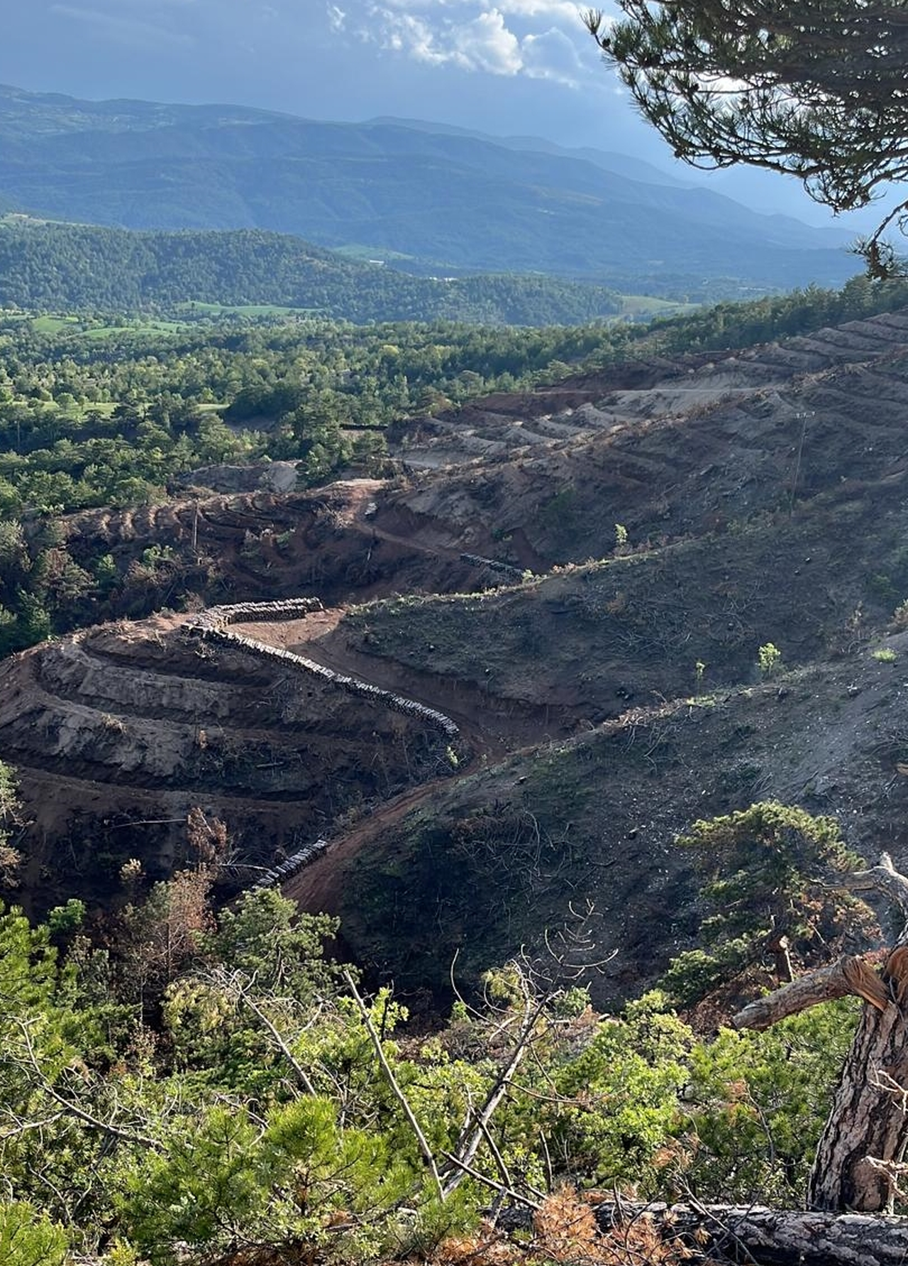 Bolu'da yangınlarda zarar gören alanlar 5 milyon 350 ağaçla yeşillendirilecek