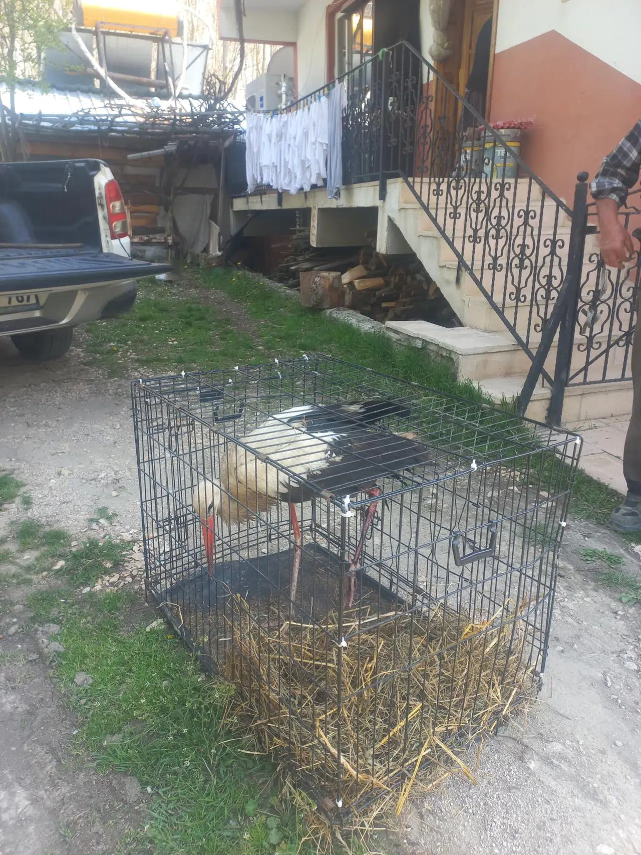 Bolu'da yaralı bulunan leylek tedaviye alındı