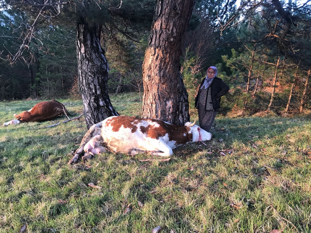 Bolu'da yıldırım isabet eden 2 inek öldü