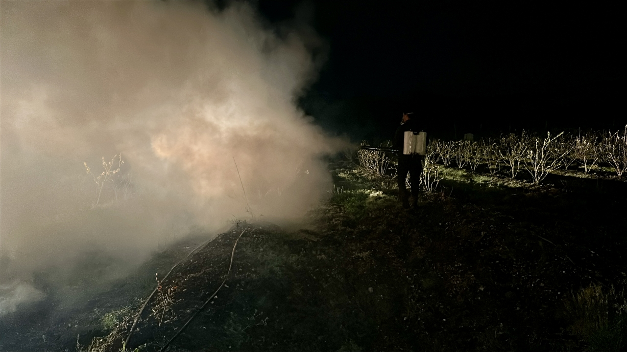 Düzce'de tropikal meyve üreticisi zirai don riskine karşı nöbette