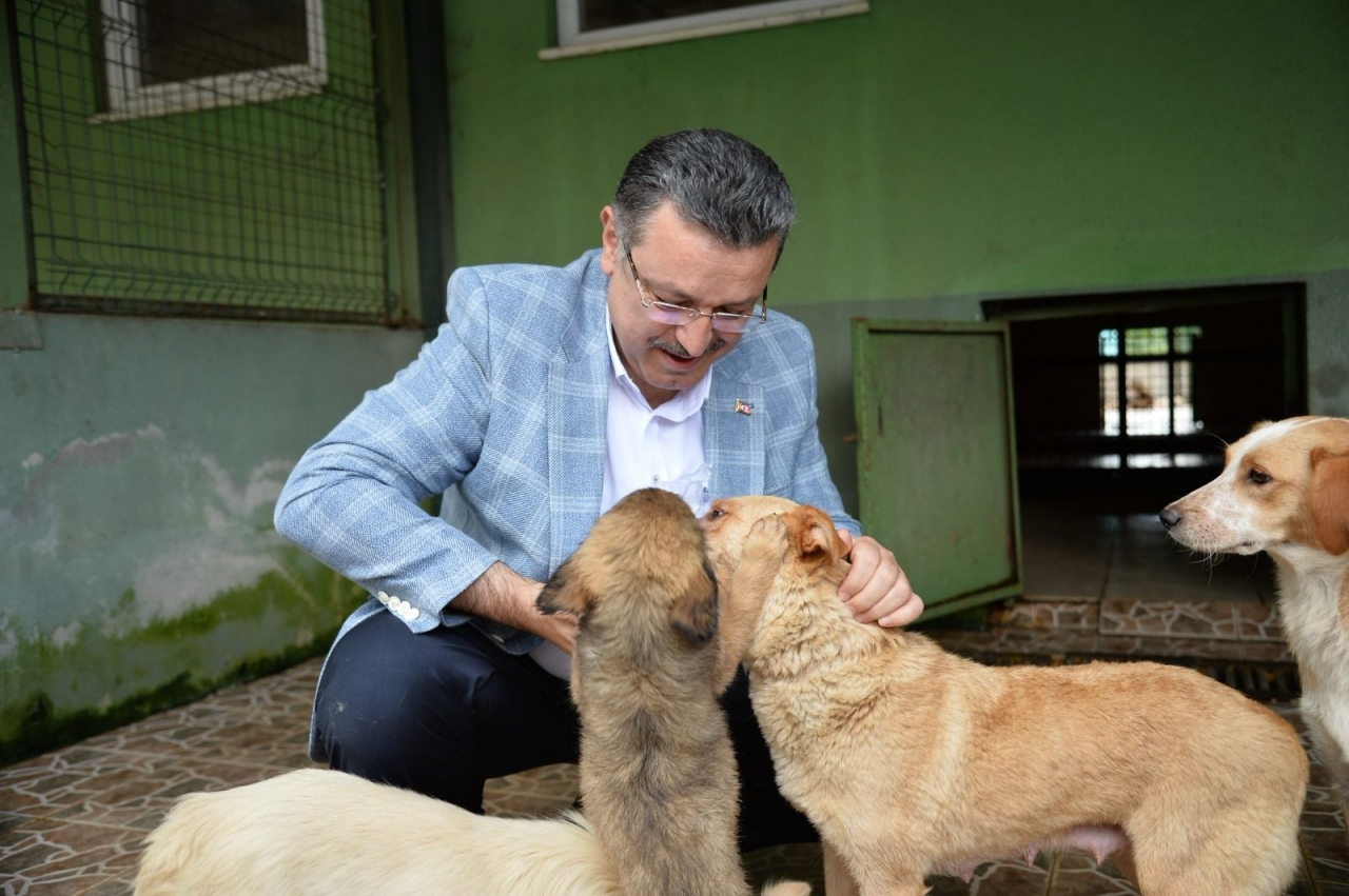 Trabzon Büyükşehir Belediyesi 942 köpeği sahiplendirdi