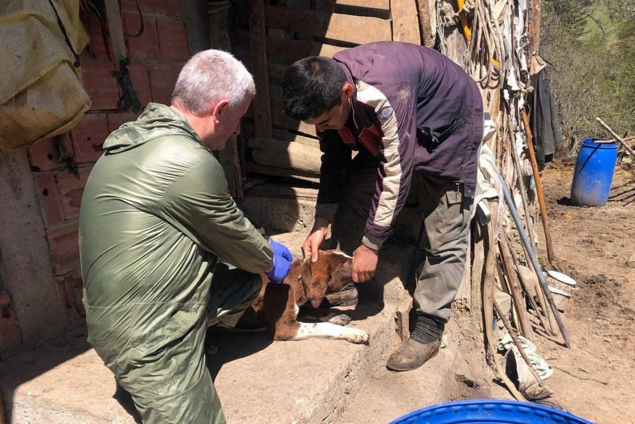 Türkeli ve Durağan'da sahipli köpeklere yönelik mikroçip uygulaması yapıldı