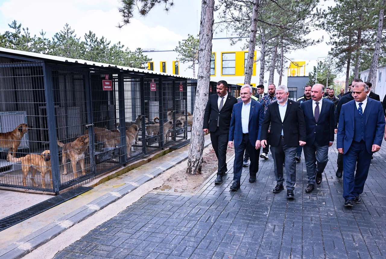 Çorum’da Sokak Hayvanları İçin Başlayan Çalışma, Bakanlığın Radarında