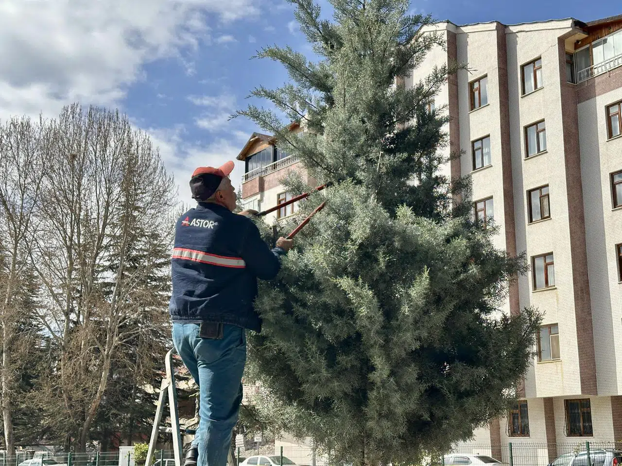 İskilip’te Ağaçlar Budanıyor