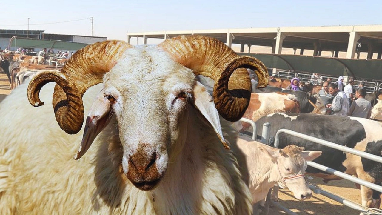 Kurbanlık fiyatları belli oldu! Fiyatlar dudak uçuklatıyor