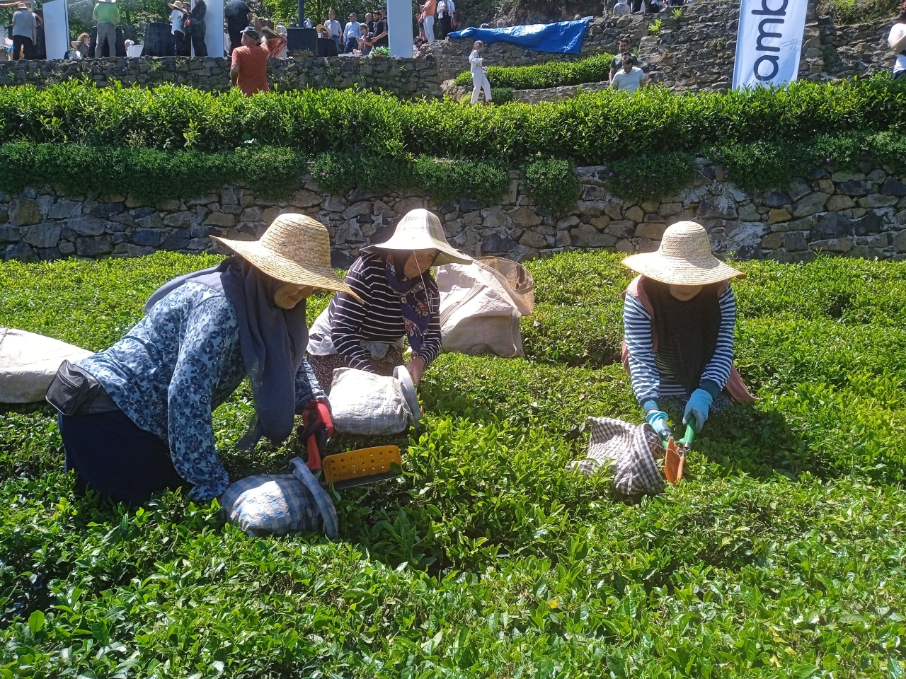 Giresun'da yeni sürgün çay hasadı etkinliği yapıldı