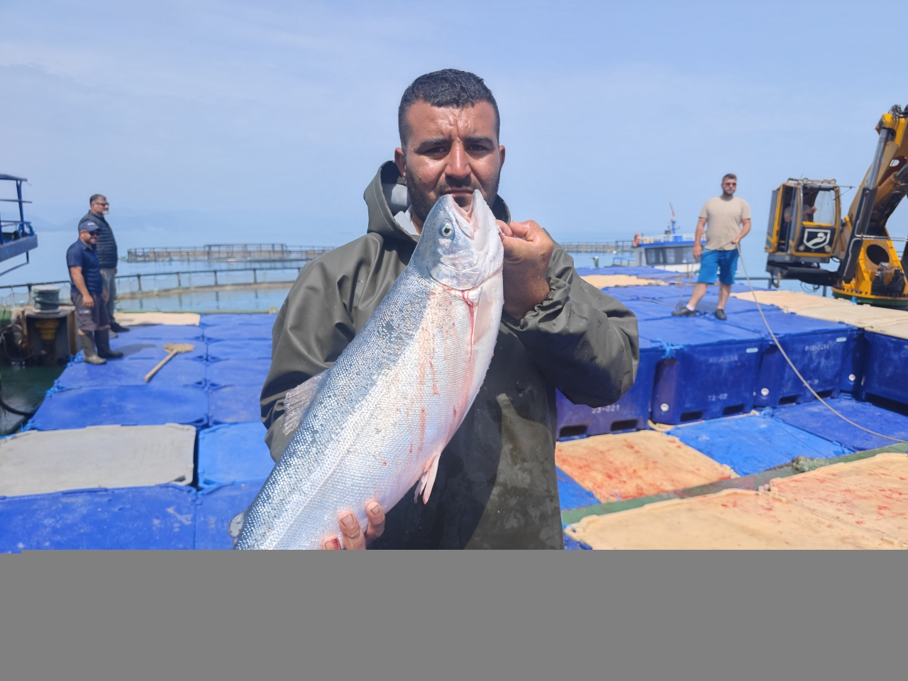 Samsun'da Türk somonu hasadı başladı