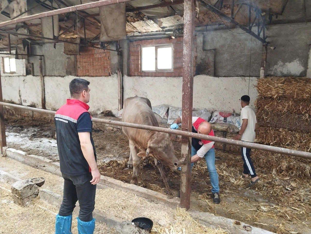 Bayram Öncesi Hayvancılık İşletmelerine Sıkı Denetim