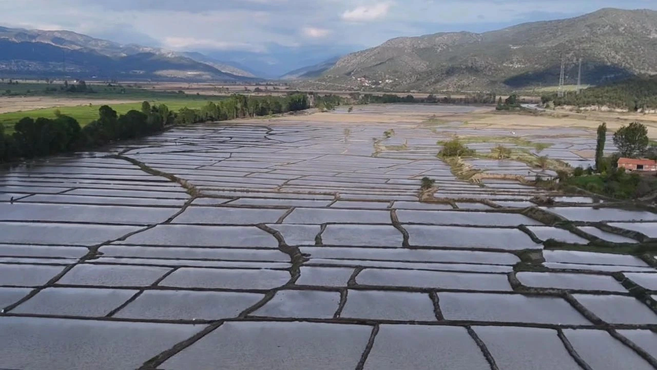 Kargı’da Çeltik Arazileri Satıldı, 38 Milyon Lira Gelir Elde Edildi