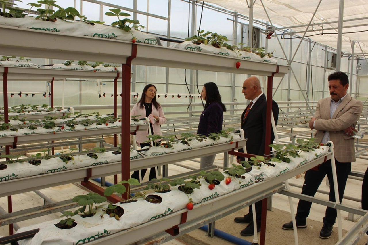 Kaymakam Yıldırım, Tıbbi Aromatik Bitki Serasını İnceledi