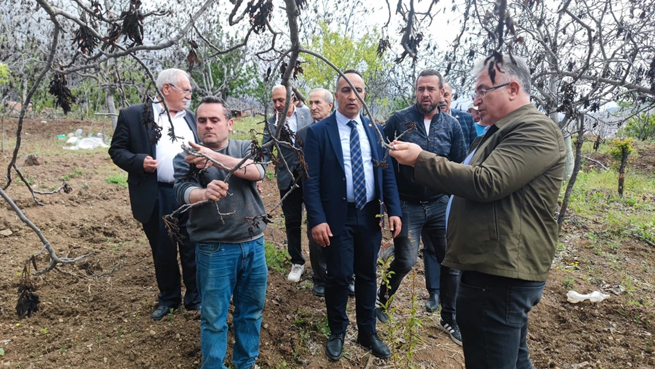 Solmaz: Ceviz Üreticilerinin Mağduriyeti Giderilmeli