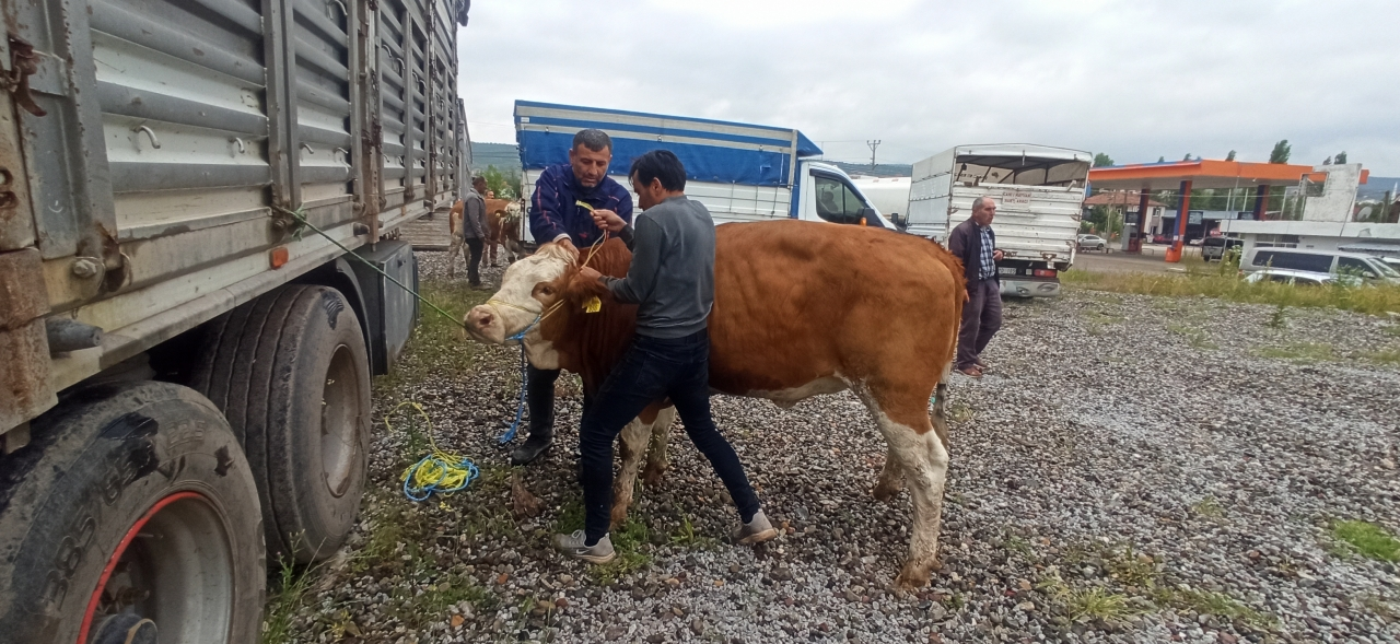 Tokat'ta 160 damızlık gebe düve dağıtıldı