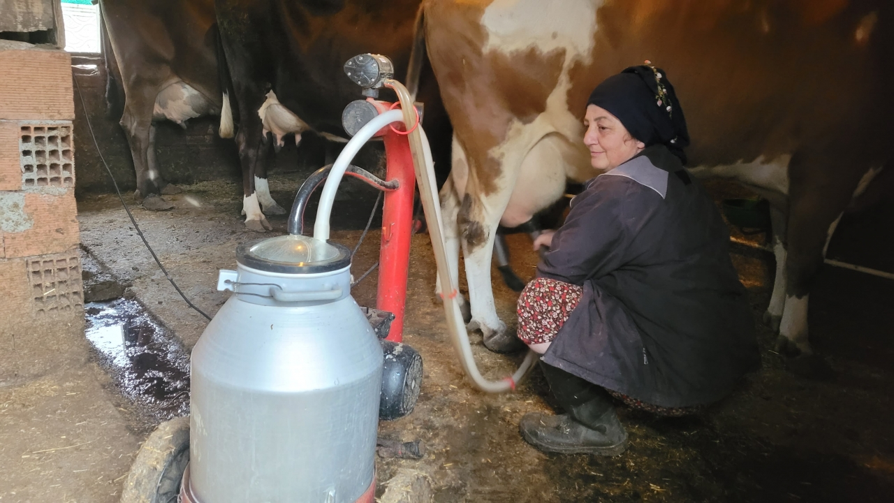 Üç buzağıyla başladı, çiftçi kredisiyle hayvan sayısını 28'e çıkardı