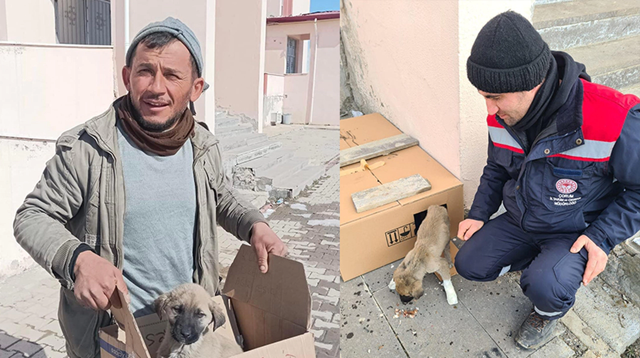 Çorumlu Veterinerler Deprem Bölgesinde Yaraları Sarıyor
