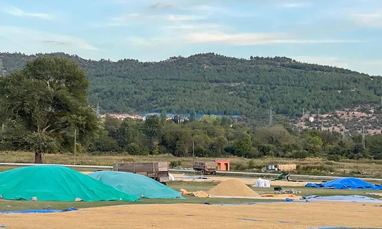 Kargı'da Hasat Başladı