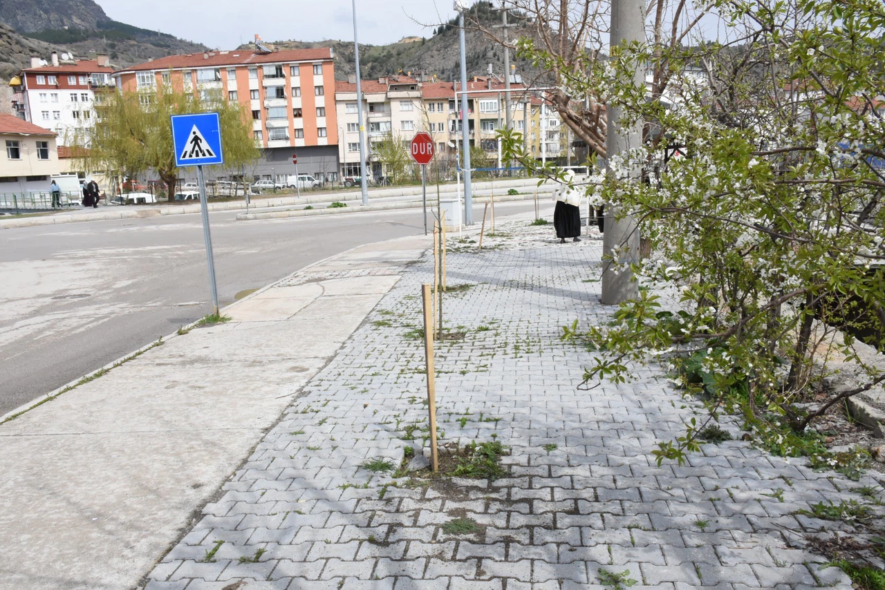 Belediyenin Diktiği Fidanlar Kimliği Belirsiz Kişilerce Söküldü