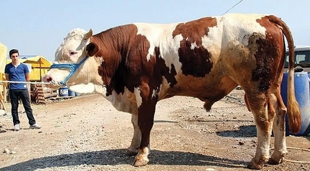 Çorum İHH, Kurban Bağışı Almaya Başladı