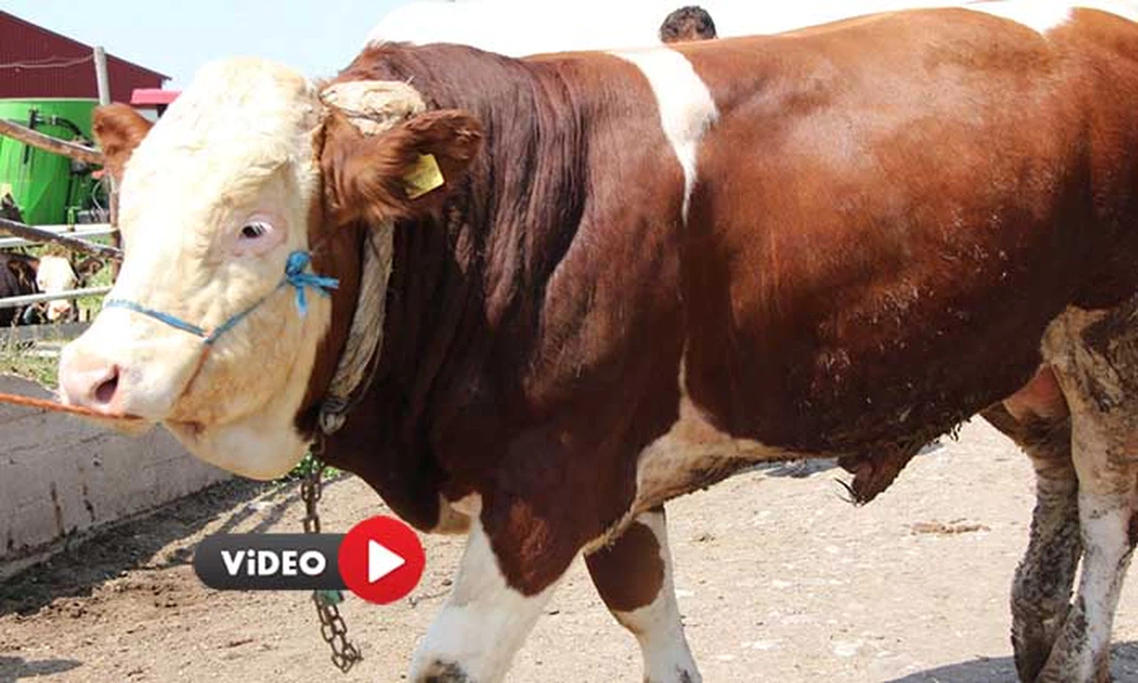 1.2 Tonluk Yiğit, 135 Bin Liraya Satıldı
