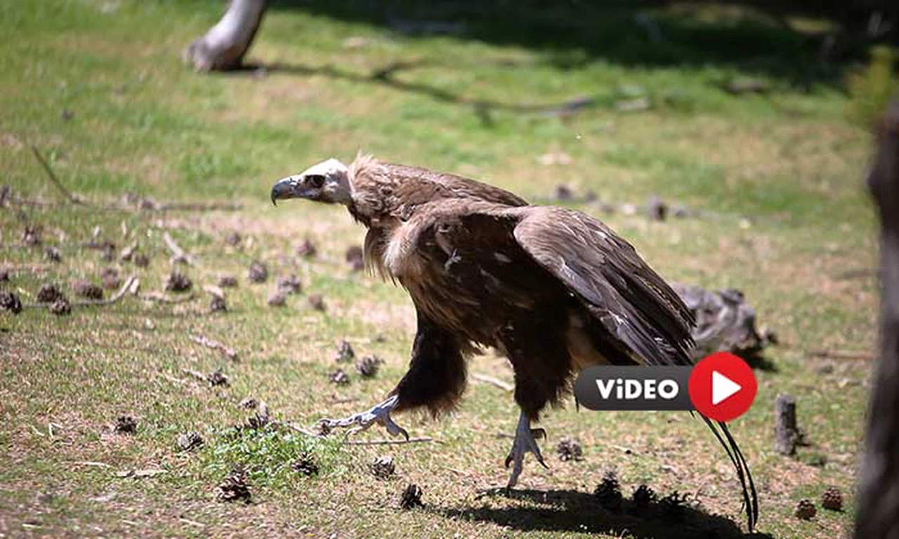 Çorum'da Uçma Yetisini Kaybeden Akbaba Koruma Altına Alındı