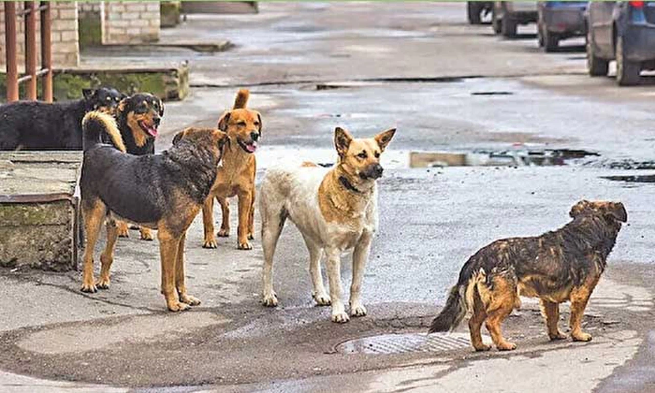 Sahipsiz Köpeklerin Saldırısına Uğrayan 2 Kişi Yaralandı