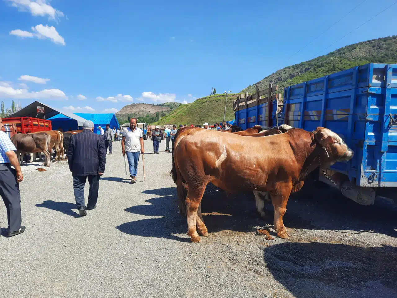 Bayat Hayvan Pazarı Yeniden Açıldı