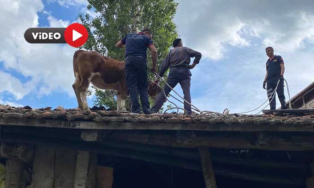 Herkesin Aklında Tek Soru: Bu İnek Çatıya Nasıl Çıktı?