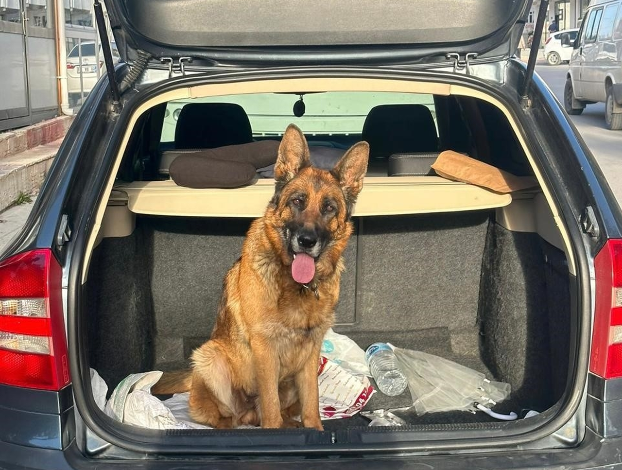 Evden Köpek Çaldığı İddia Edilen 2 Zanlı Tutuklandı