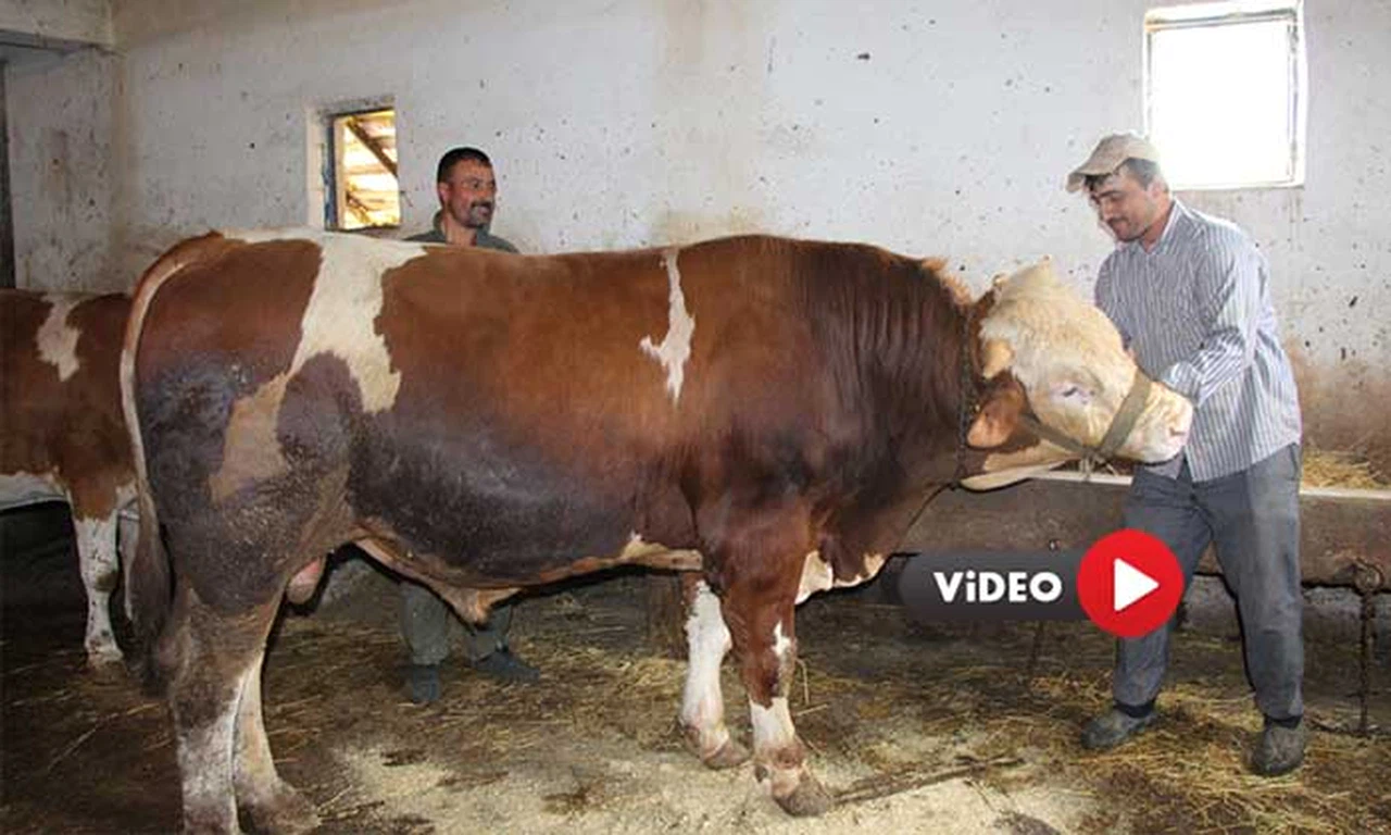 Bir Tonluk ‘Paşa’ Alıcısını Bekliyor