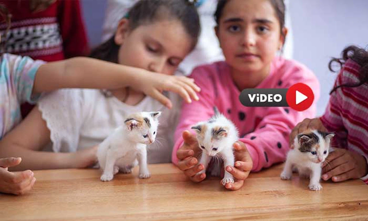 Sınıfta Doğum Yapan Kediye Öğretmen ve Öğrencileri Sahip Çıktı