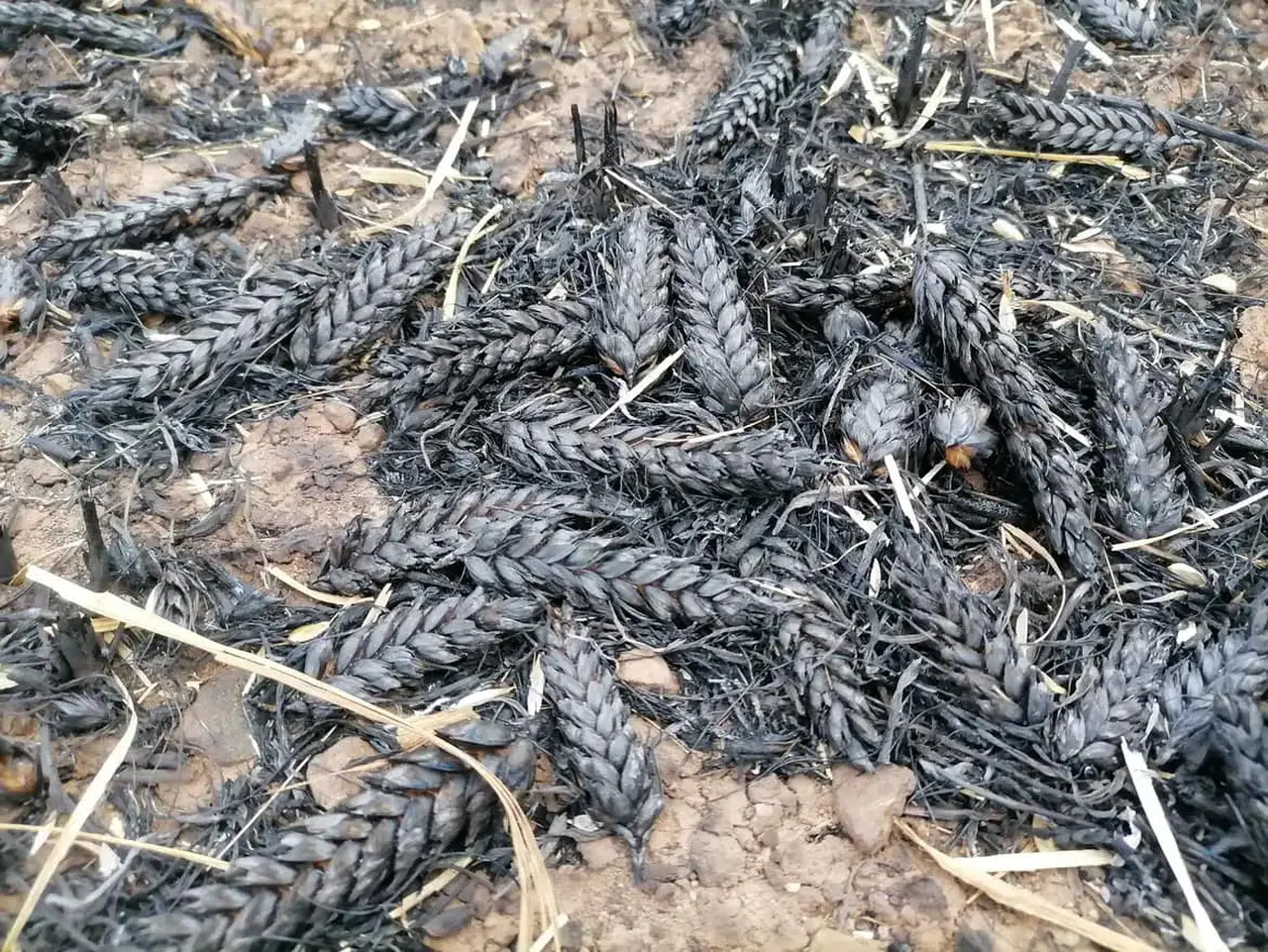 1500 Dönüm Ekili Arazi Kül Oldu
