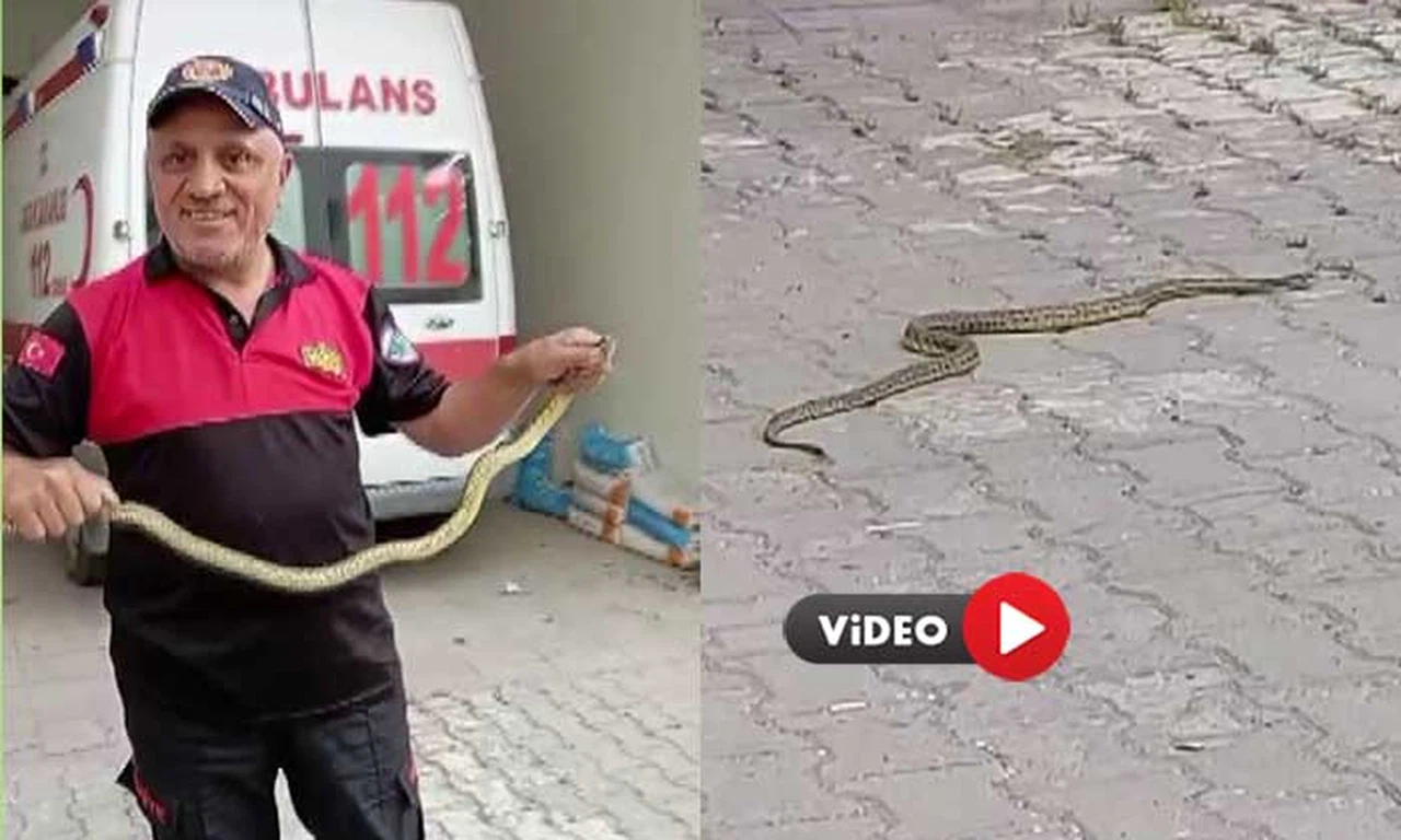 Hastane Morgu Önünde Yılan Paniği