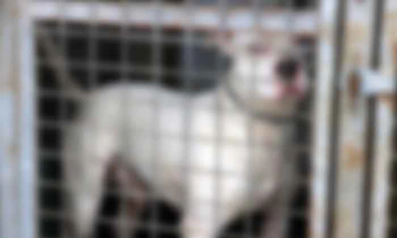 Köpeğin Saldırdığı Kadın Yaralandı