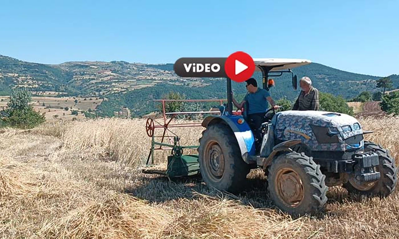 Oğuzlar’da Buğday Hasadı Başladı