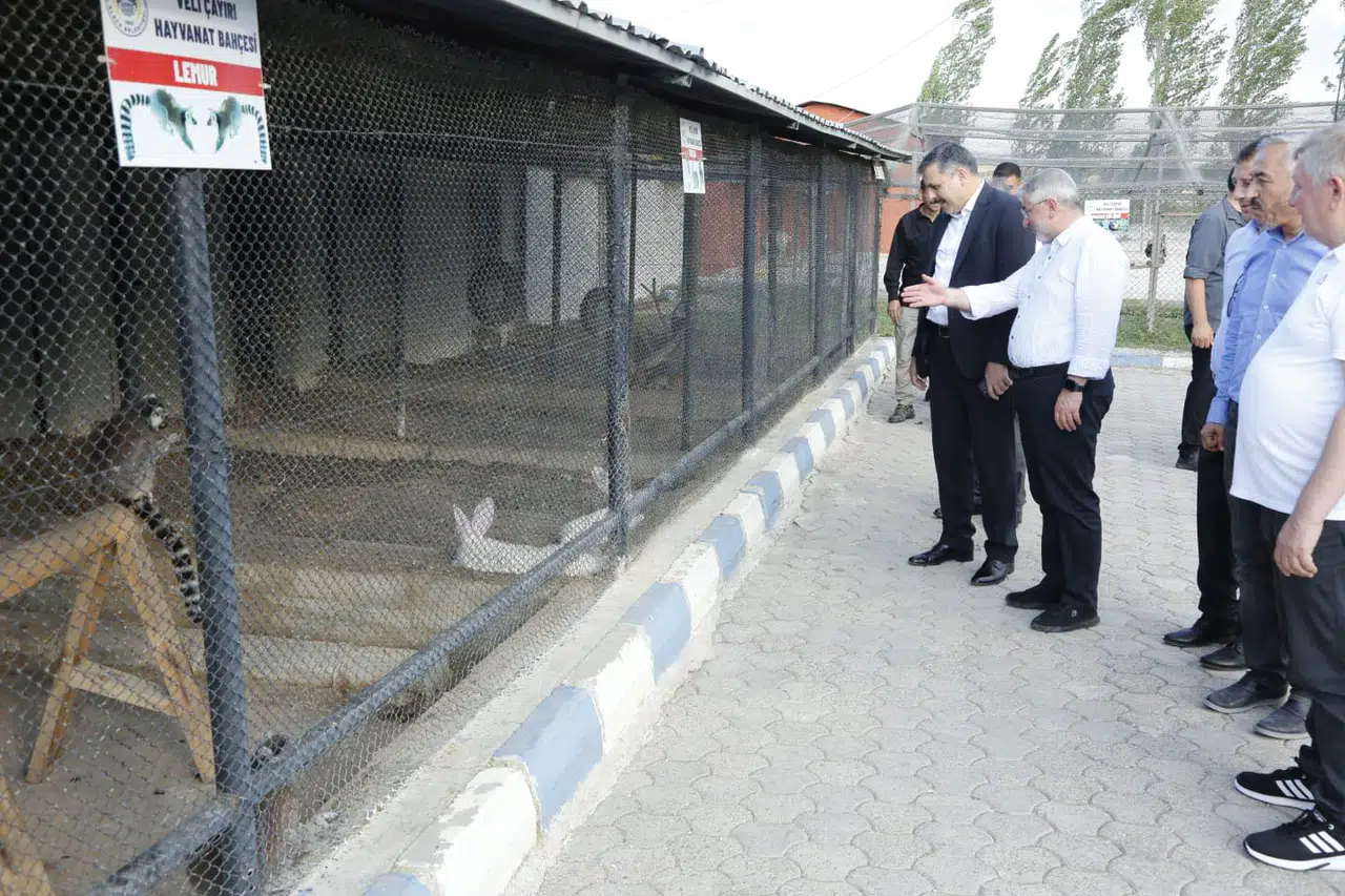Sokak Hayvanları Kayıt Altına Almak İçin İkinci İhale Yapılacak