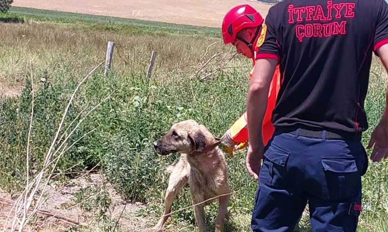 Su Kuyusuna Düşen Köpeği İtfaiye Ekipleri Kurtardı