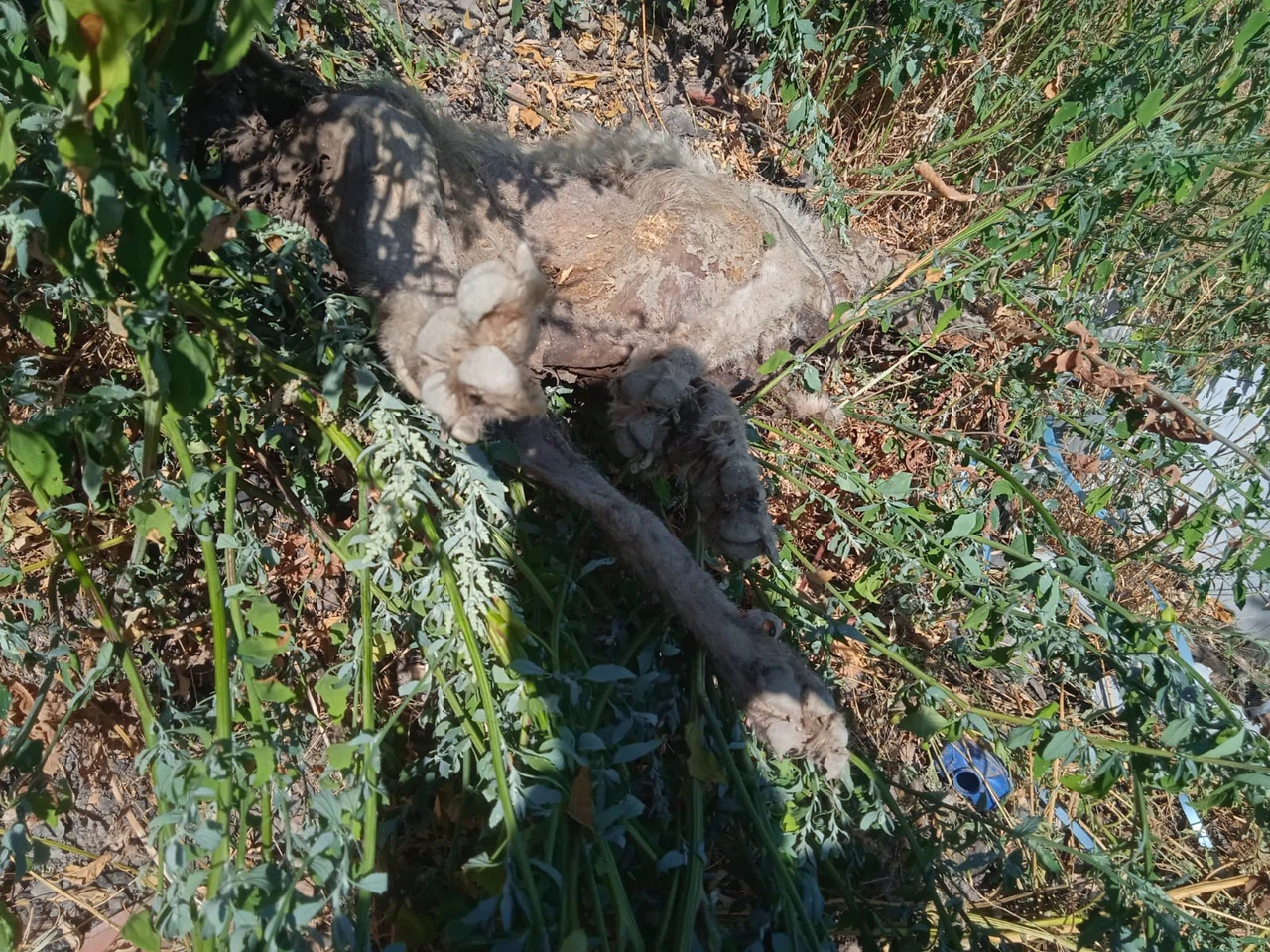 Kayıp Köpek, Vurulmuş Halde Ölü Bulundu