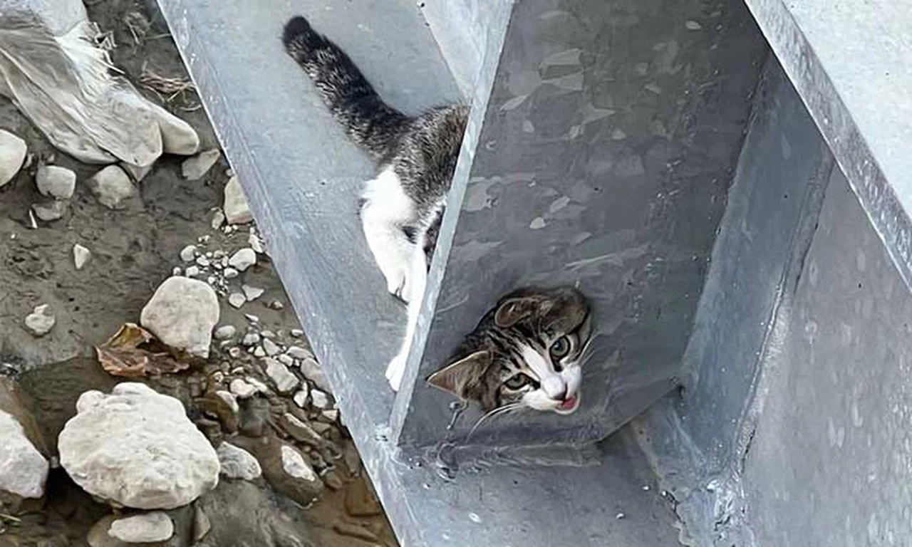 Korkuluklara Sıkışan Kediyi İtfaiye Kurtardı